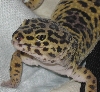 gecko close up