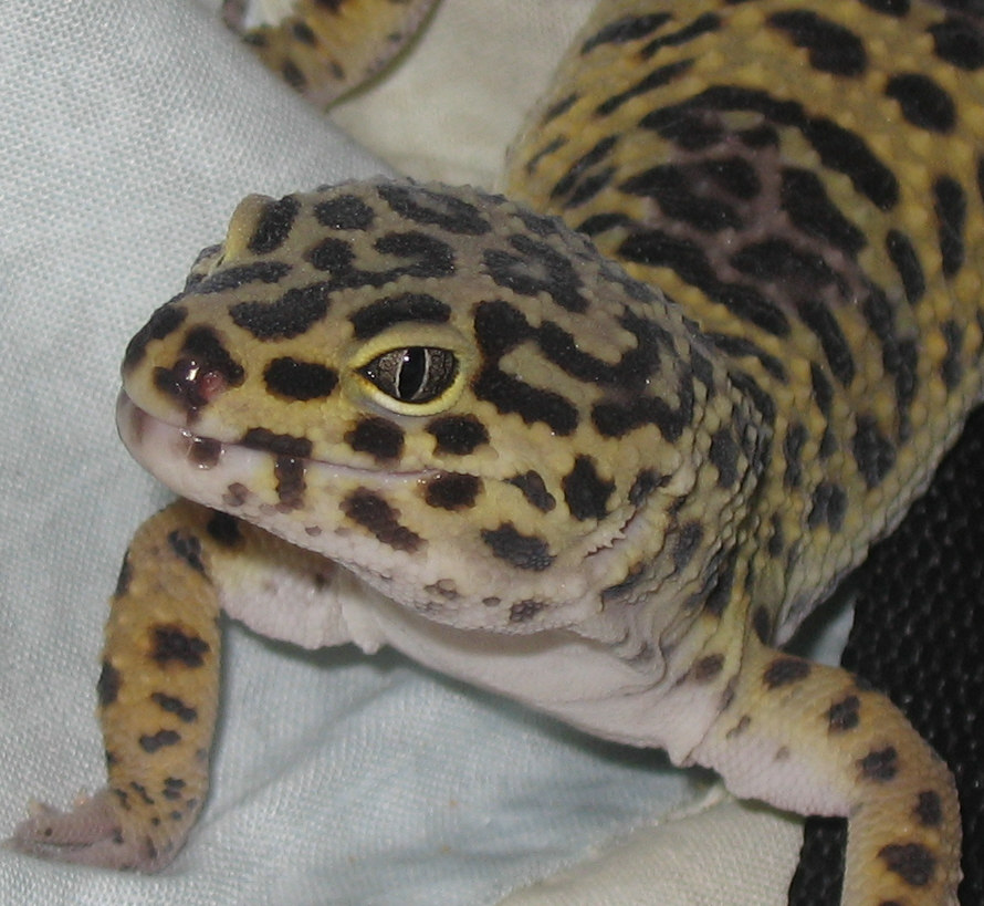 gecko close up