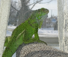 Looking outside