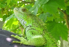 Gomez outside