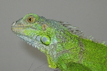 Gomez close up