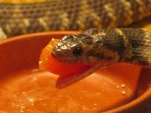 Nerodia2