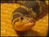 Nerodia4