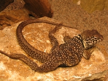 Sprawled collared