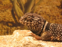 Close up on collared