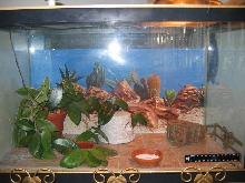 Gecko set up