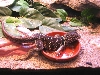 relaxed collared