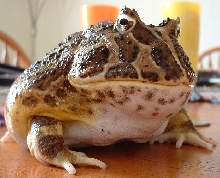 Gordito