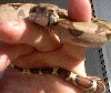0.1 Harlequin-My New Girl