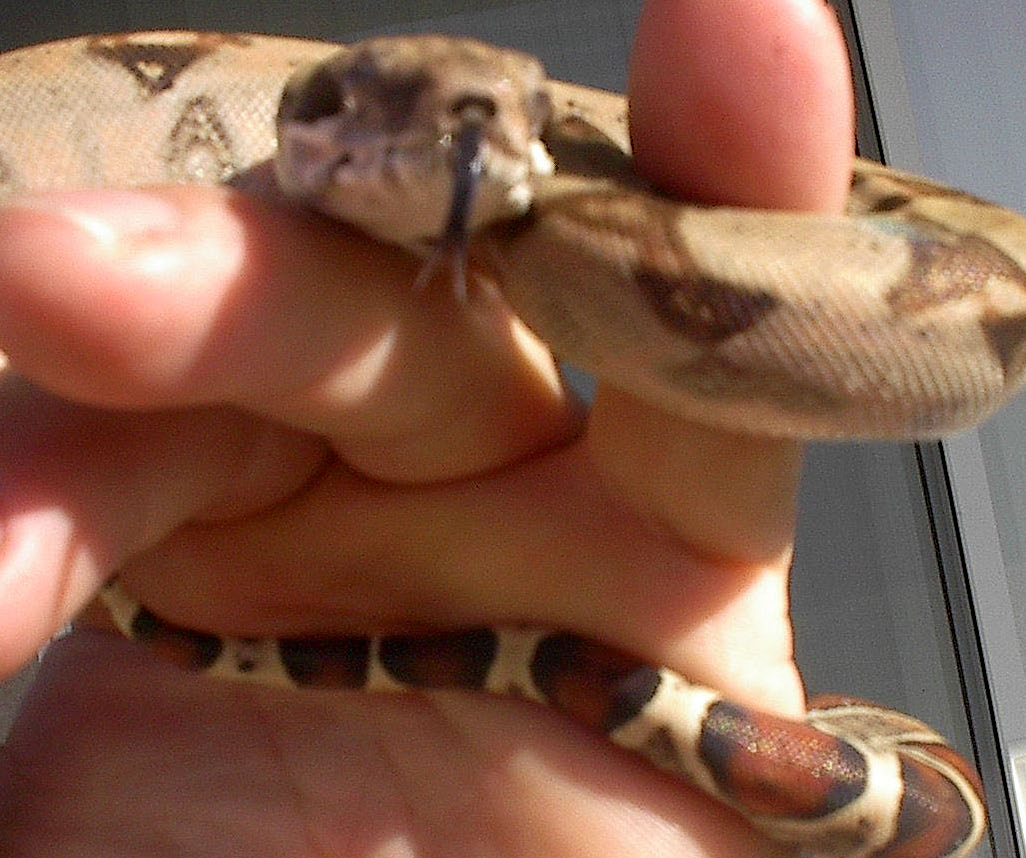 0.1 Harlequin-My New Girl