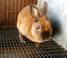 Doodlebug, my tort mini rex buck