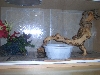 Fiona's enclosure