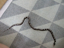 my california kingsnake