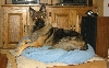 Devil Dog