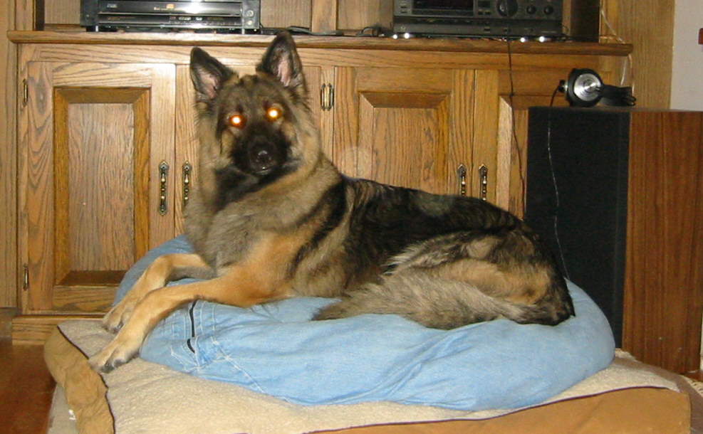 Devil Dog