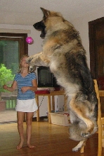 Jump Sun