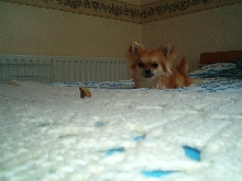 Ready To Pounce !