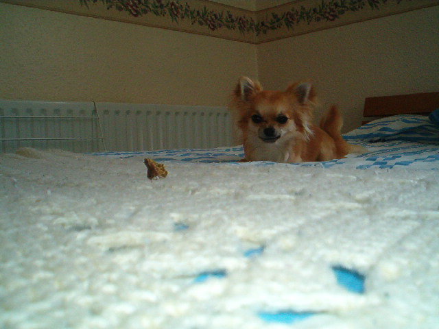 Ready To Pounce !