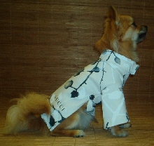 Chinese Dressed Poco !