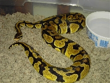 Romeo,,pastel adult