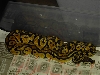 new pastel (caesar) 2