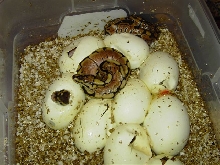 spider pile