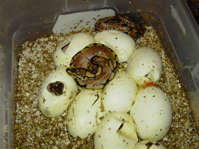 spider pile