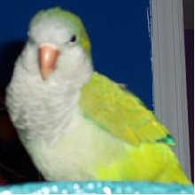 Bird Bird