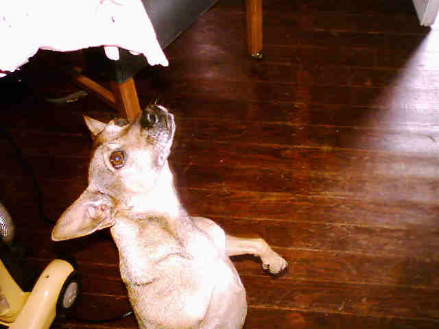CoCo