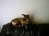 CoCo likes to watch tv!