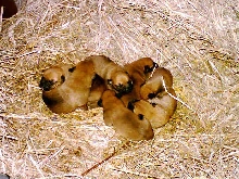 The puppies
