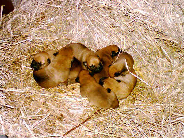 The puppies