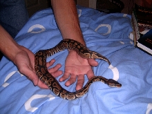 Annakiya