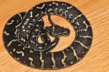 P.anchietae