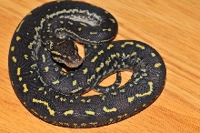 P. anchietae