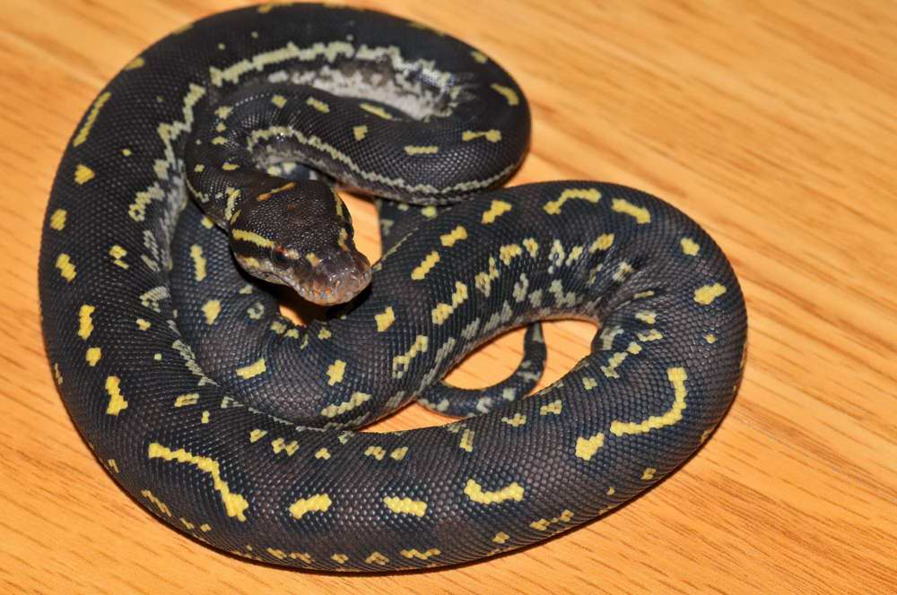P. anchietae