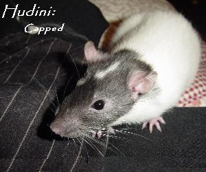 Hudini