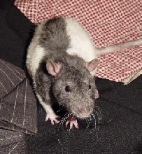 Rex