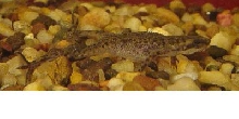 African Dwarf Frog