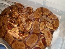 HYPO BOAS