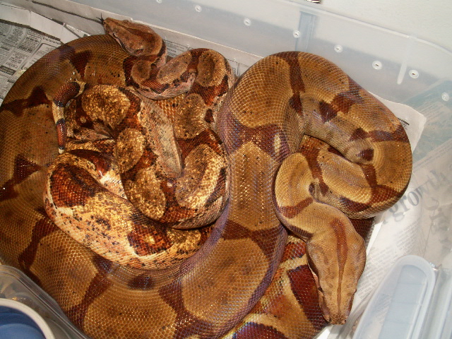 HYPO BOAS