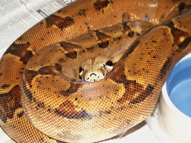 03 dh ghost female