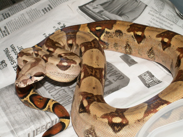 04 FEMALE f HET. SHARP #3 MEAN GIRL