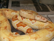 04 SHARP ALBINO FEMALE