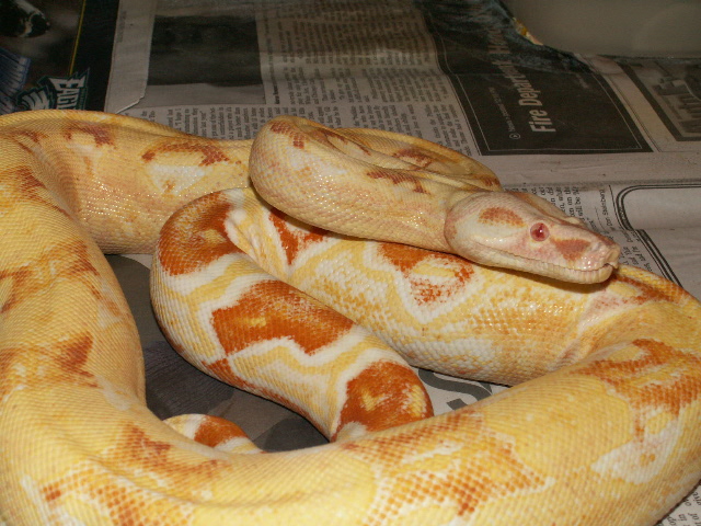 04 SHARP ALBINO FEMALE