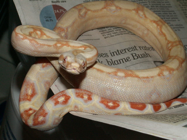 05 sharp male
