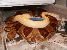 MALE SHARP AND FEMALE HYPO