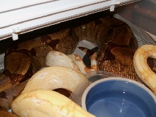 MALE SHARP AND FEMALE HYPO