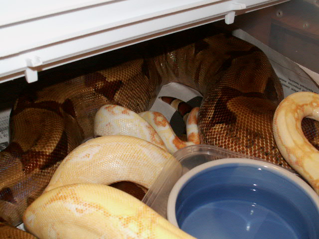 MALE SHARP AND FEMALE HYPO