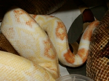 MALE SHARP AND FEMALE HYPO